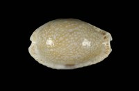 藏品(腰斑寶螺)的圖片